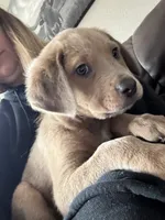 Snow, a male Cane Corso for sale in Weatherford, TX – Photo 2 of 3