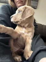 Snow, a male Cane Corso for sale in Weatherford, TX – Photo 3 of 3