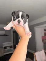 Dot female , a female Boston Terrier for sale in Piedmont, SC – 5 of 7