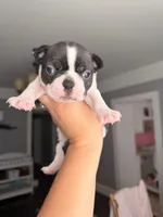 Dot female , a female Boston Terrier for sale in Piedmont, SC – 4 of 7