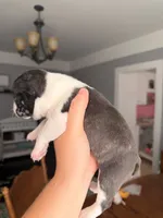 Dot female , a female Boston Terrier for sale in Piedmont, SC – 7 of 7