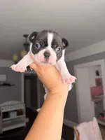 Dot female , a female Boston Terrier for sale in Piedmont, SC – 6 of 7