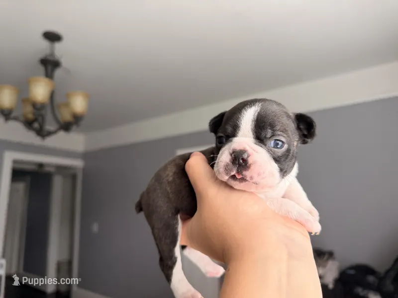 Boy  – Boston Terrier puppy for sale in Piedmont, SC