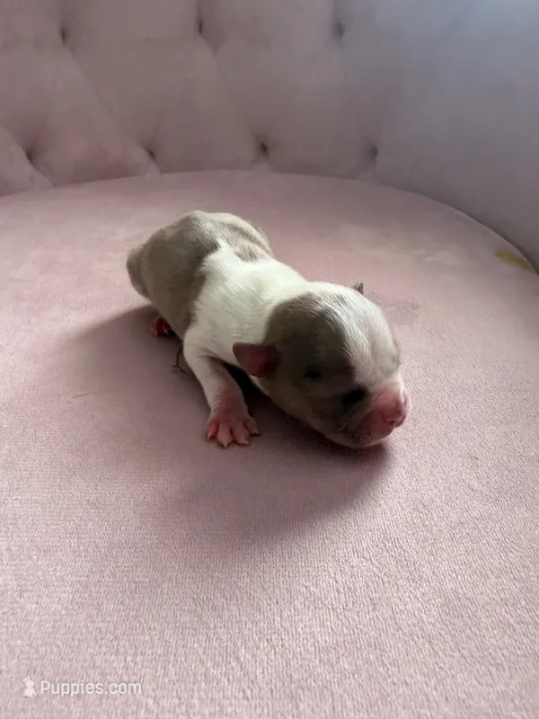 Girl Merle  – Boston Terrier puppy for sale in Piedmont, SC