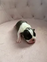 Dot female , a female Boston Terrier for sale in Piedmont, SC – 1 of 2