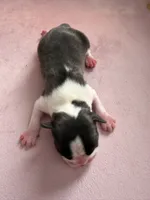 Boy , a male Boston Terrier for sale in Piedmont, SC – 2 of 3