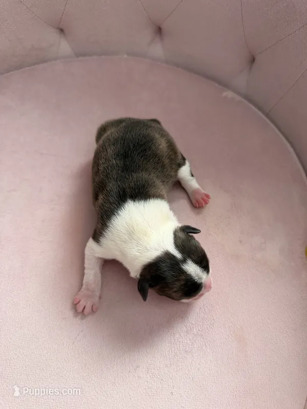 Brindle boy  – Boston Terrier puppy on hold in Piedmont, SC