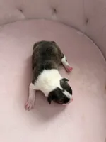 Brindle boy , a male Boston Terrier for sale in Piedmont, SC – 4 of 4