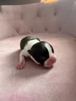 Boy , a male Boston Terrier for sale in Piedmont, SC – 3 of 3