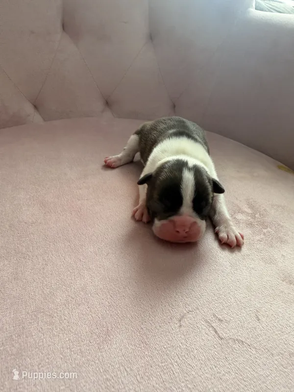 Brindle boy  – Boston Terrier puppy for sale in Piedmont, SC