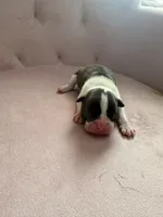 Brindle boy , a male Boston Terrier for sale in Piedmont, SC – 1 of 4