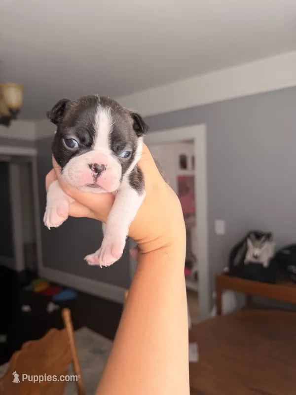 Girl – Boston Terrier puppy for sale in Piedmont, SC