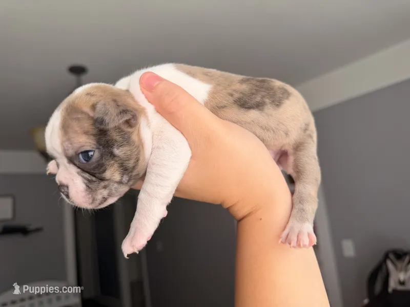 Girl Merle  – Boston Terrier puppy for sale in Piedmont, SC