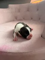 Girl, a female Boston Terrier for sale in Piedmont, SC – 2 of 2