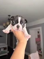 Dot female , a female Boston Terrier for sale in Piedmont, SC – 1 of 7