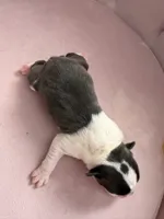 Dot female , a female Boston Terrier for sale in Piedmont, SC – 2 of 2