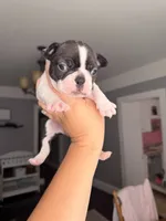 Dot female , a female Boston Terrier for sale in Piedmont, SC – 2 of 7