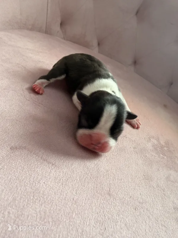 Boy  – Boston Terrier puppy for sale in Piedmont, SC