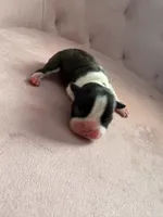 Boy , a male Boston Terrier for sale in Piedmont, SC – 1 of 3