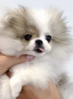 Bunny micro size , a female Pomeranian for sale in Eastvale, CA – 6 of 7