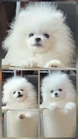 Elsa(micro Pomeranian) , a female Pomeranian for sale in Eastvale, CA – 2 of 2
