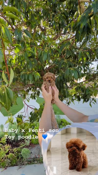 Teddy has video , a male Poodle - Miniature  for sale in Eastvale, CA – 2 of 2