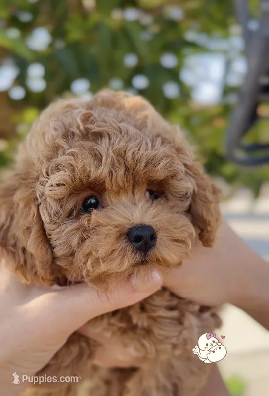 Brownie (has video)  – Poodle - Toy  puppy for sale in Eastvale, CA