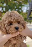 Fenti  (has video) , a male Poodle - Toy  for sale in Eastvale, CA – 2 of 6