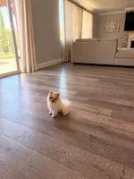 Pikachu, a male Pomeranian for sale in Mira Loma, CA – 2 of 3