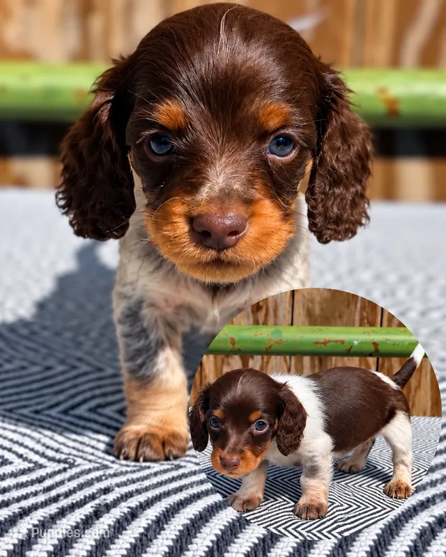 Colly (sfo area)  – Dachshund puppy for sale in Diamond Bar, CA