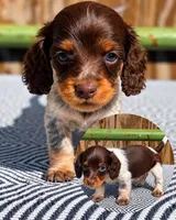 Colly (sfo area) , a male Dachshund for sale in Diamond Bar, CA – 1 of 1
