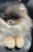 Boba , a male Pomeranian for sale in Eastvale, CA – Photo 2 of 2