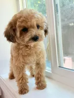 Lala(San Jose area), a female Poodle - Toy  for sale in Eastvale, CA – 2 of 2