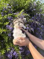 Sonic micro size , a male Morkie for sale in Eastvale, CA – 3 of 4