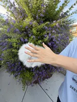 Pudding (micro Pomeranian) , a male Pomeranian for sale in Eastvale, CA – 5 of 7