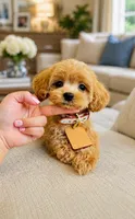 Buddy , a male Maltipoo for sale in Eastvale, CA – 1 of 1