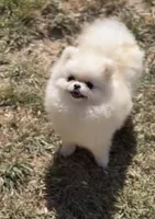 Tinkerbell(micro Pom), a female Pomeranian for sale in Eastvale, CA – 4 of 4