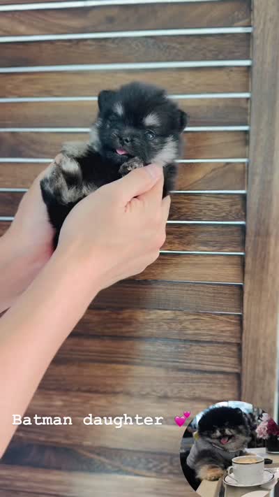 Mochi , a female Pomeranian for sale in Eastvale, CA – 2 of 2
