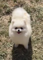 Tinkerbell(micro Pom), a female Pomeranian for sale in Eastvale, CA – 3 of 4