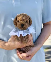 Teddy , a male Poodle - Miniature  for sale in Eastvale, CA – Photo 3 of 3