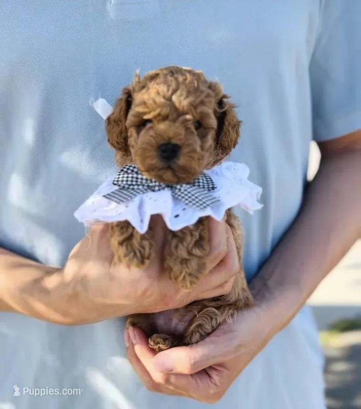 Teddy  – Poodle - Miniature  puppy for sale in Eastvale, CA
