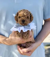 Teddy , a male Poodle - Miniature  for sale in Eastvale, CA – Photo 1 of 3