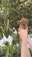 Teddy has video , a male Poodle - Miniature  for sale in Eastvale, CA – 1 of 2
