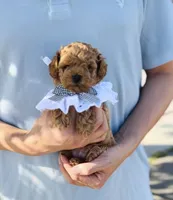 Teddy , a male Poodle - Miniature  for sale in Eastvale, CA – Photo 2 of 3