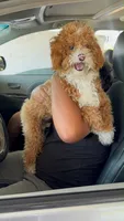    Maple , a female Poodle - Toy  for sale in Eastvale, CA – 3 of 4