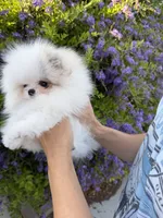 Pudding (micro Pomeranian) , a male Pomeranian for sale in Eastvale, CA – 2 of 7