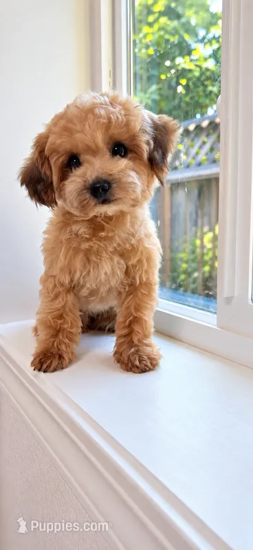 Lala(San Jose area) – Poodle - Toy  puppy for sale in Eastvale, CA
