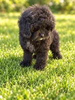 Oreo sfo area , a male Poodle - Toy  for sale in Diamond Bar, CA – 3 of 4