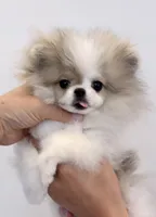 Bunny micro size , a female Pomeranian for sale in Eastvale, CA – 1 of 7