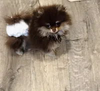 Coco, a female Pomeranian for sale in Eastvale, CA – Photo 3 of 4